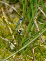 Coenagrion mercuriale
