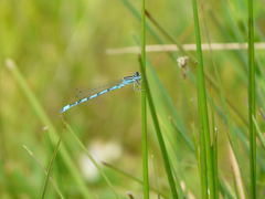 Coenagrion mercuriale