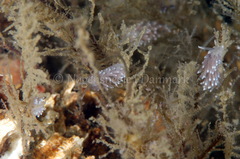 Cuthonella concinna