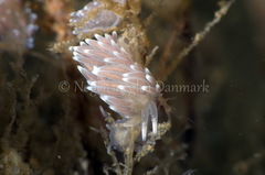 Cuthonella concinna