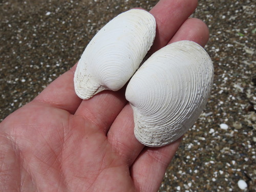Retrotapes exalbidus