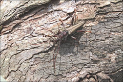 Rhagiomorpha lepturoides