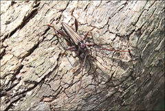 Rhagiomorpha lepturoides