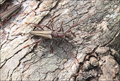Rhagiomorpha lepturoides