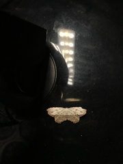 Schidax squammularia