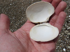 Retrotapes exalbidus