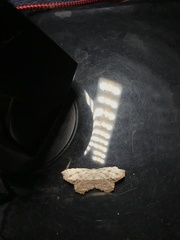 Schidax squammularia