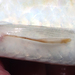 Berg-salmon Gill Worm - Photo (c) sercfisheries, some rights reserved (CC BY-NC), uploaded by sercfisheries