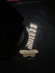 Schidax squammularia