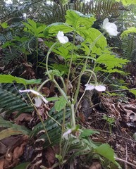 Fragaria vesca bracteata