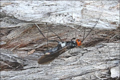 Callibracon capitator