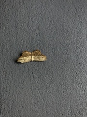 Schidax squammularia