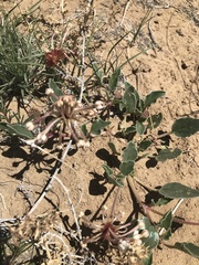 Tripterocalyx carneus