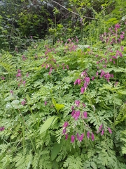 Dicentra formosa formosa