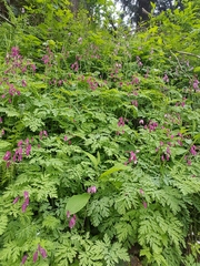 Dicentra formosa formosa