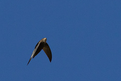 Chaetura meridionalis