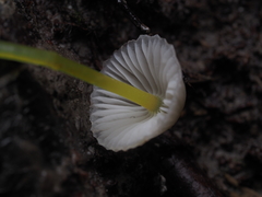 Mycena subviscosa