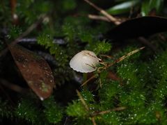 Mycena subviscosa