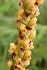 Disa chrysostachya