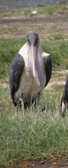 Leptoptilos crumenifer
