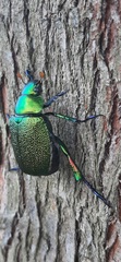Chrysophora chrysochlora