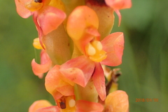 Disa chrysostachya