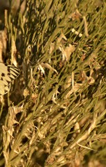 Baccharis notosergila