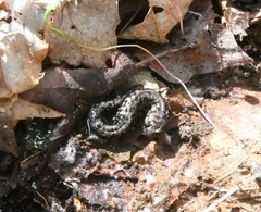 Plethodon welleri