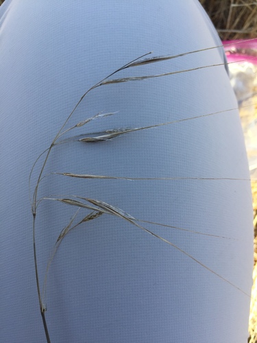 iNaturalist observation photo of great brome