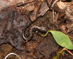 Plethodon welleri