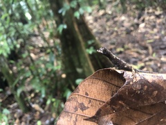 Anolis chrysolepis