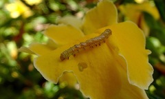 Argyrotaenia franciscana
