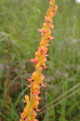 Disa chrysostachya