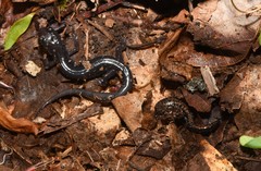 Plethodon welleri