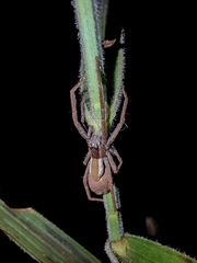 Neoctenus
