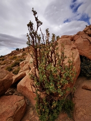 Polylepis tarapacana