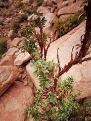 Polylepis tarapacana