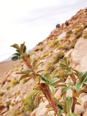 Polylepis tarapacana