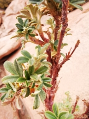 Polylepis tarapacana