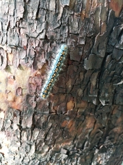 Malacosoma constricta