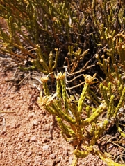 Parastrephia lepidophylla
