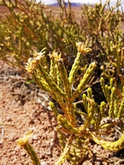 Parastrephia lepidophylla