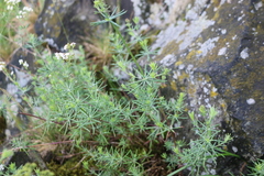 Galium glaucum
