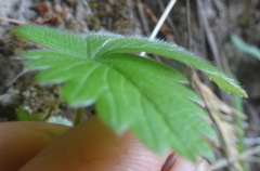 Fragaria vesca bracteata