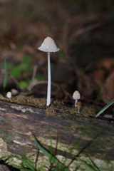 Coprinopsis nivea