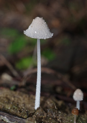 Coprinopsis nivea
