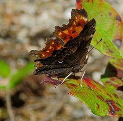Polygonia oreas