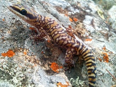 Northern Spotted Velvet Gecko photo 2