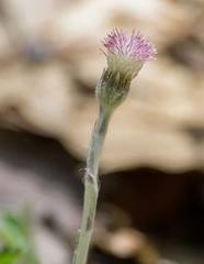 Antennaria solitaria