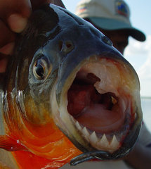 Pygocentrus nattereri